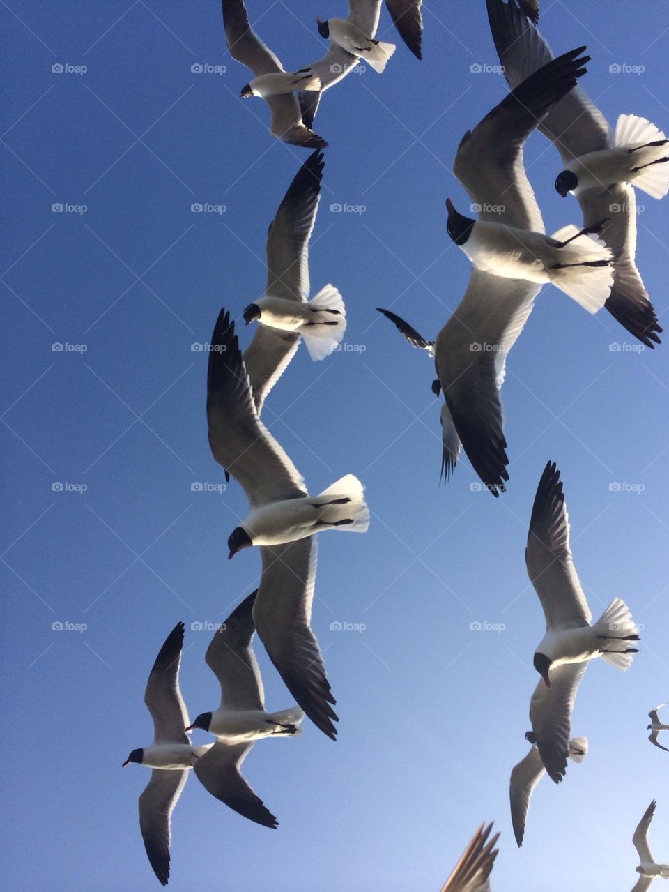 Seagulls flocking
