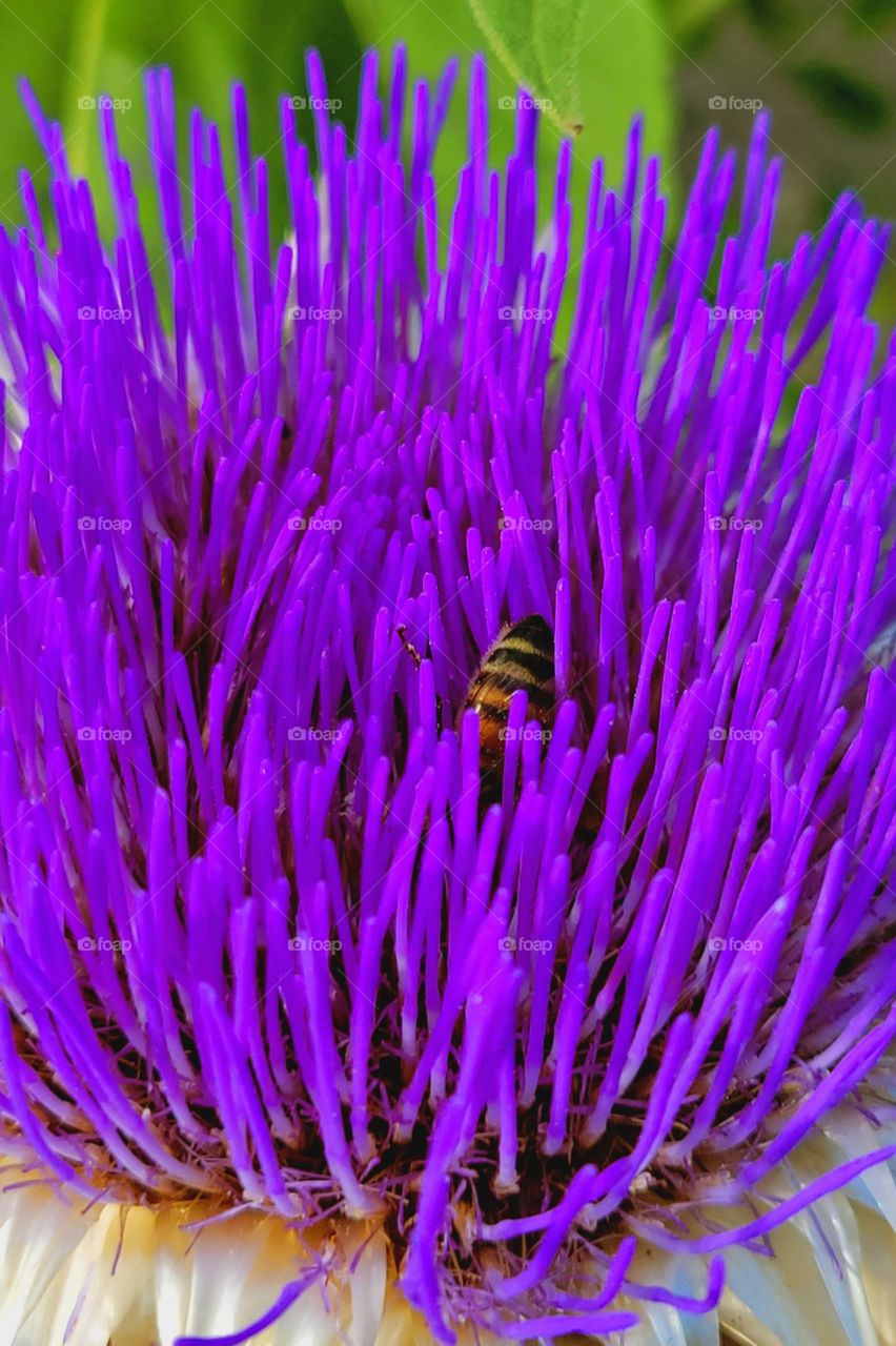 I call this bee "Nemo"