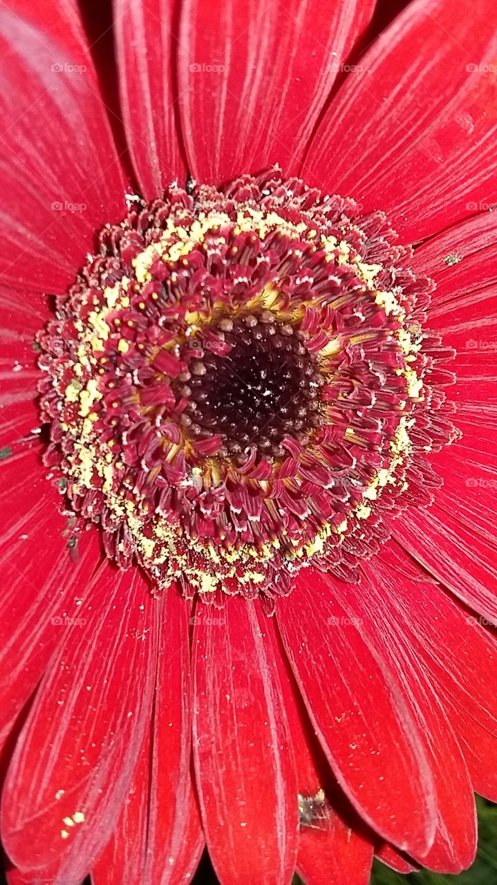 Red Flower