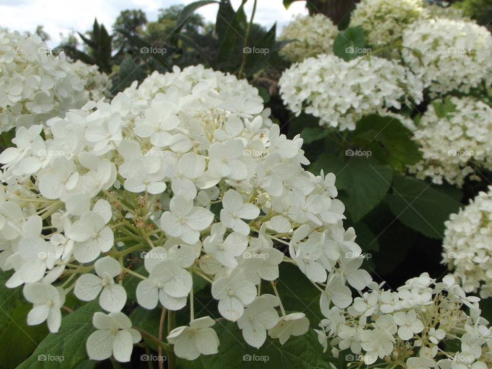 White Petals