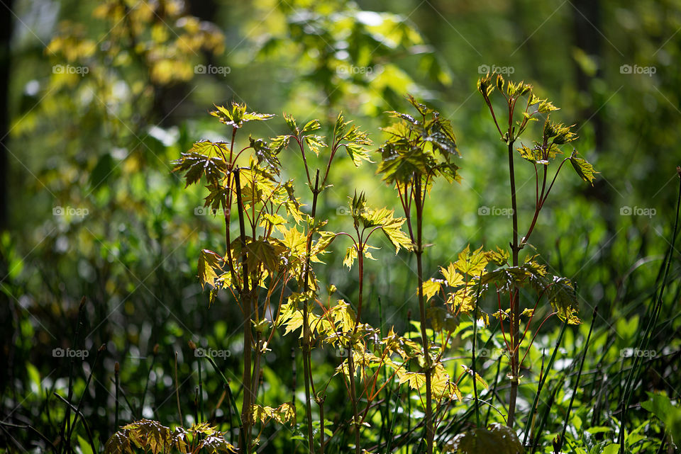 New maple trees in spring nature