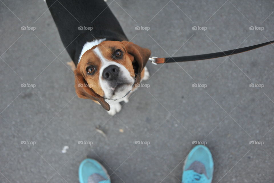 young Beagle Bob weit me for walk