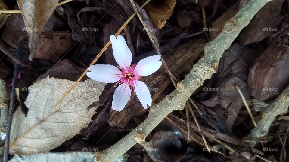 fallen flower.