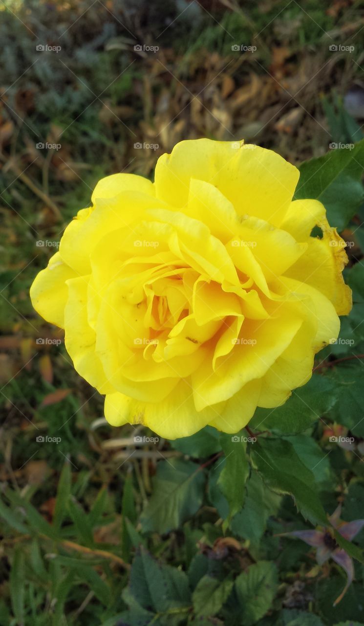 Yellow Rose