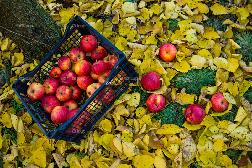 Harvest ripe juicy and tasty apples. Harvested juicy apples from fertile trees.