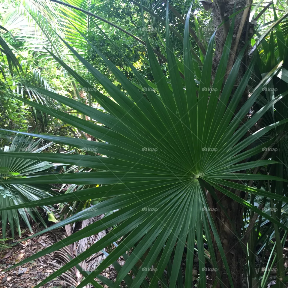 Palm