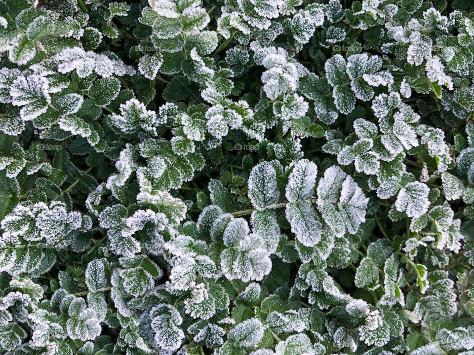 frozen vegetation, a cold day in Santiago, Chile (winter is coming