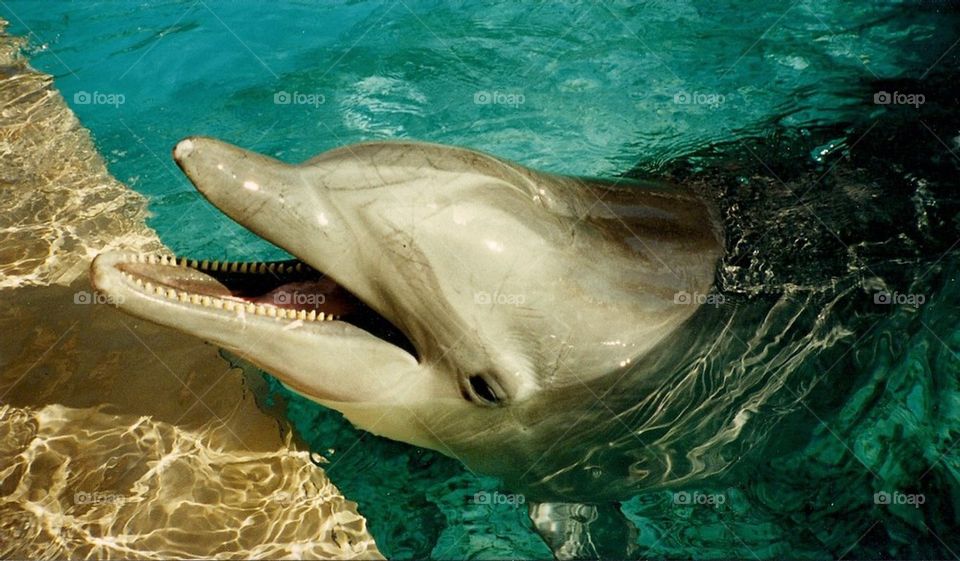 Happy dolphin