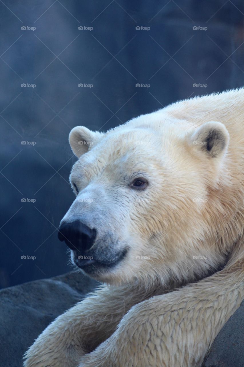 Polar bear