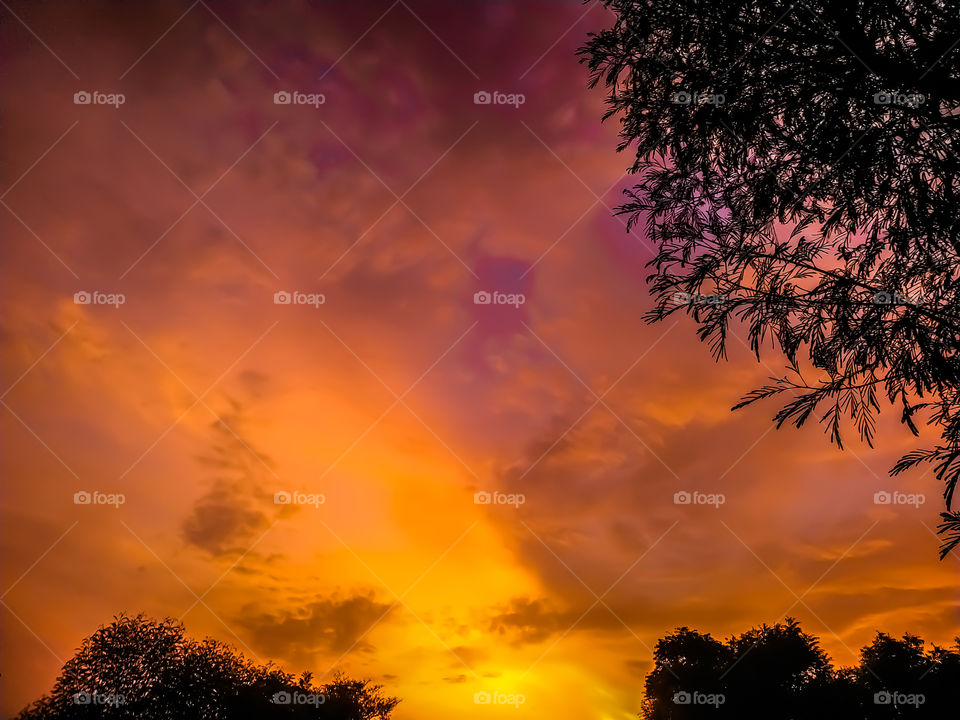 silhouette tree in India with sunset.Tree silhouetted against a setting sun.Dark tree on open field dramatic sunrise.Typical India sunset with  trees in Rajasthan India
