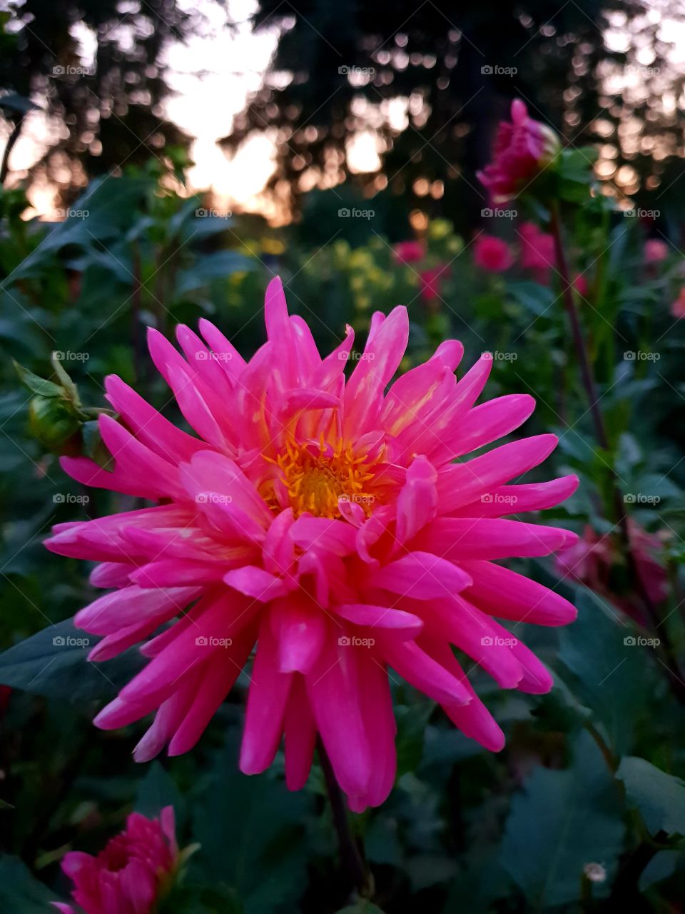 pink flower