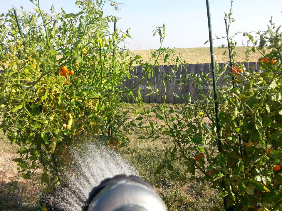 watering. garden hose