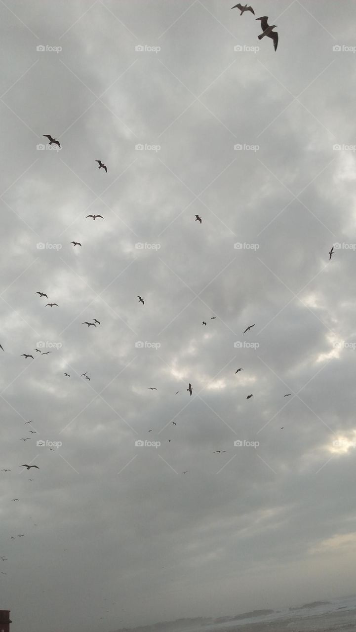 flock of seagulls flying cross the sky.