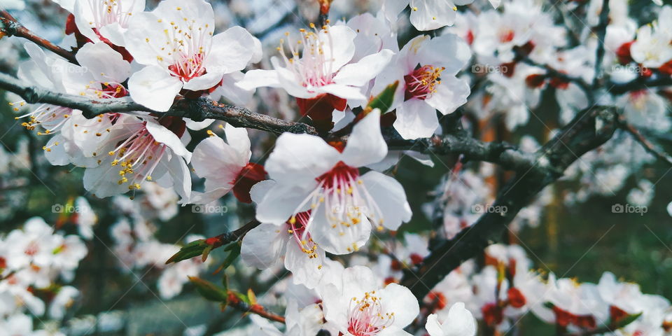 apricot bloom in the city of Kiev