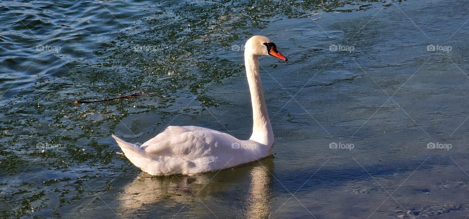 Gorgeous swan swimming trough the thin ice layer that coveres the part of the lake on a beautiful sunny day