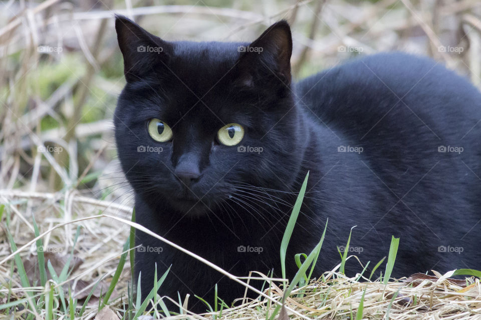 Black cat yellow eyes 
Svart katt gula ögon