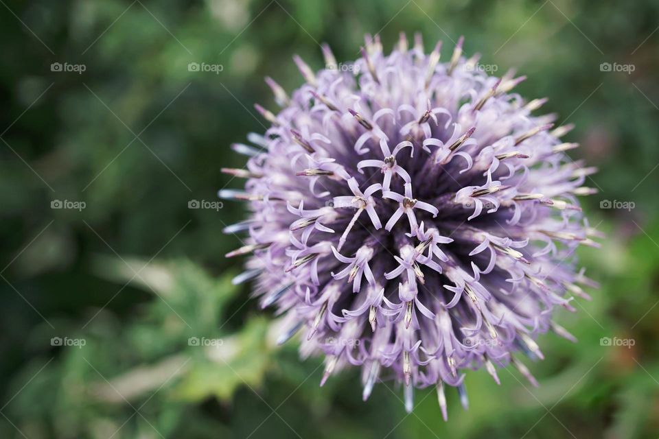 Round pom pom flower 💜