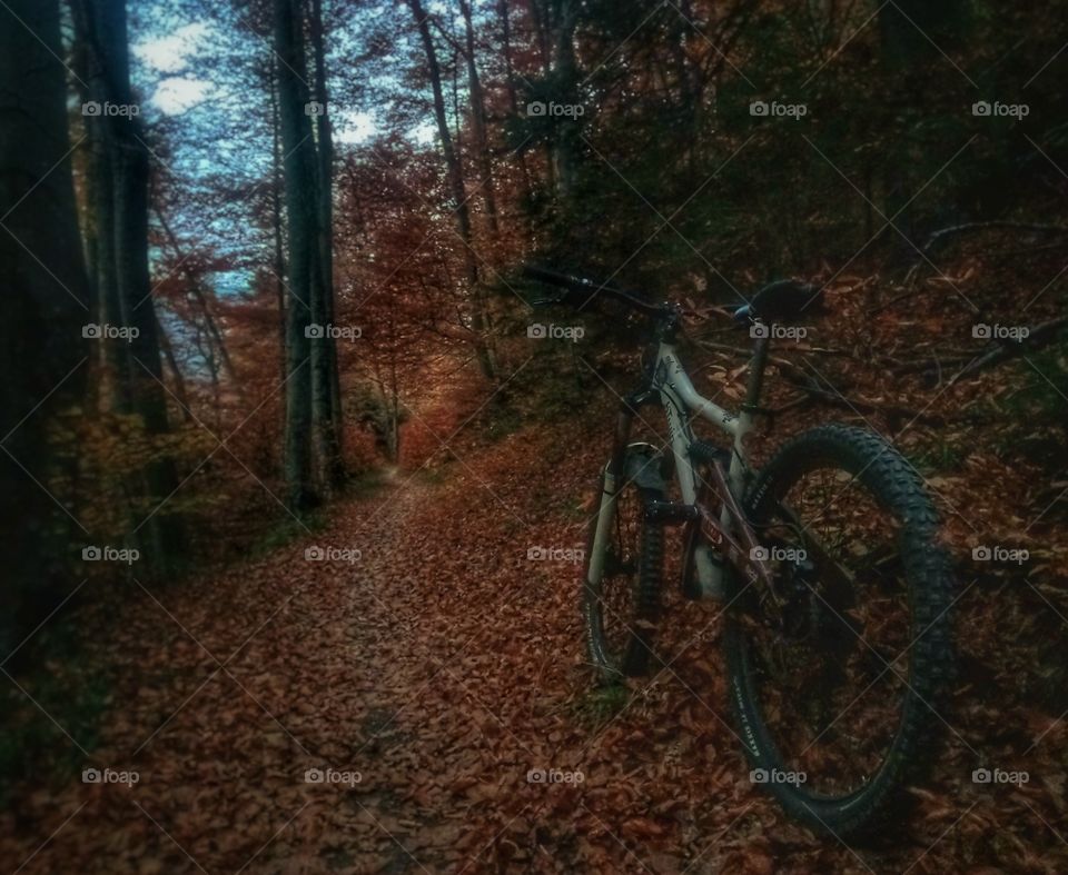 Brasov-Romania. Mountain biking in autumn forest