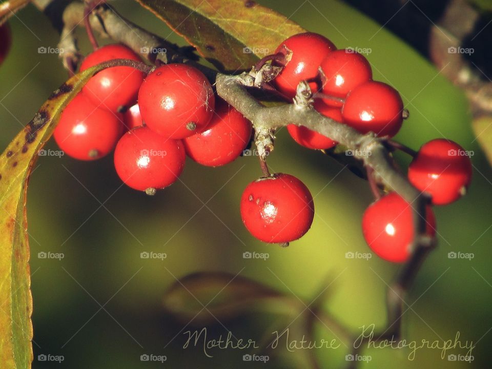 berrie