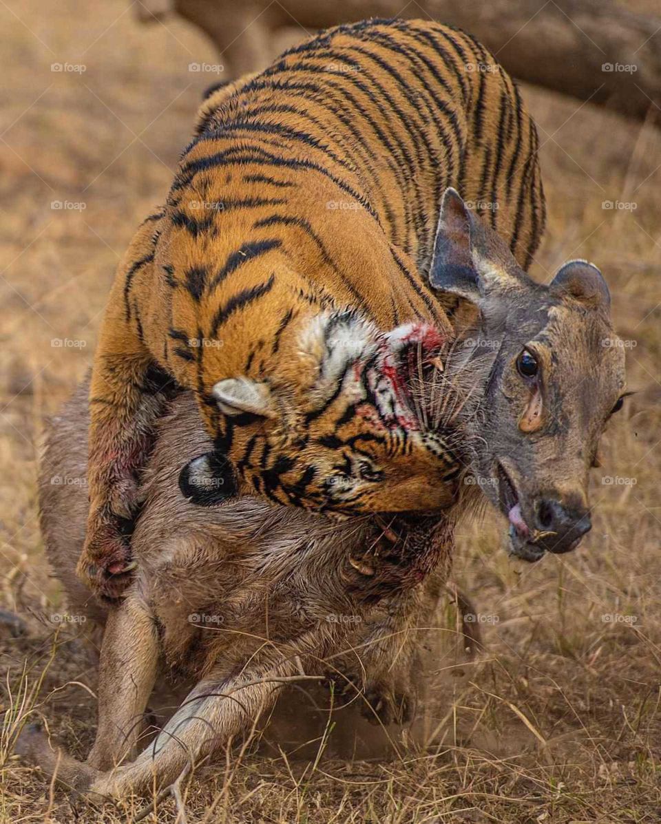 Tiger vs Deer