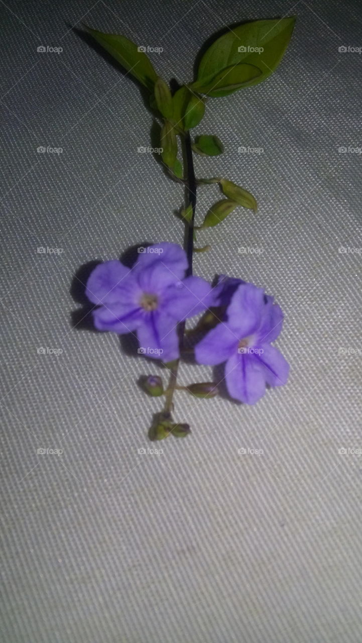 flower