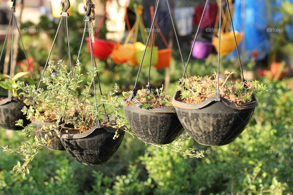 house plants in Port