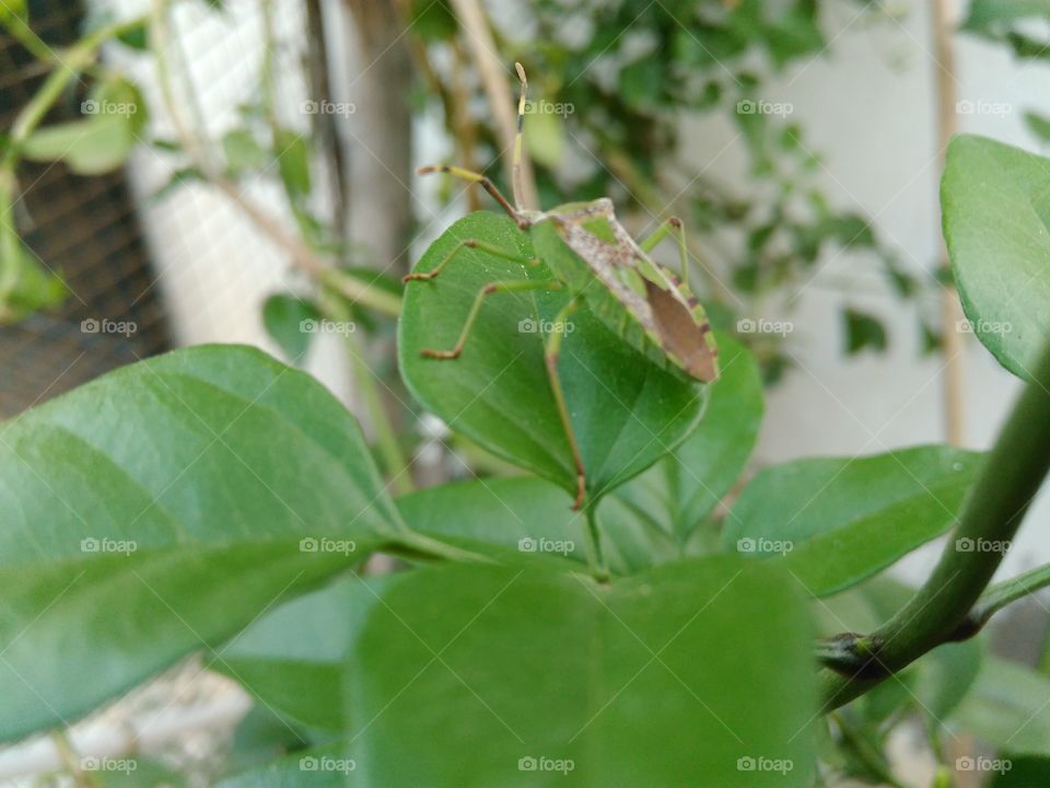 grasshopper