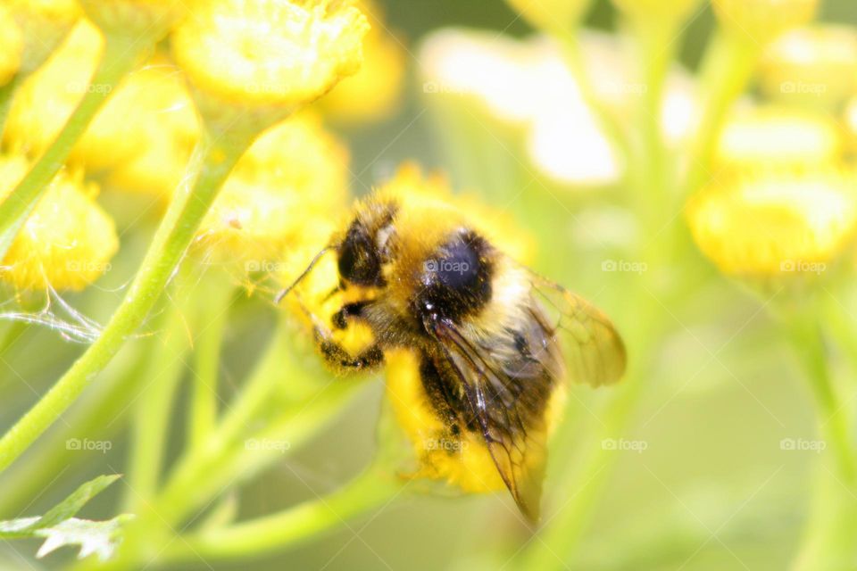 Bumblebee