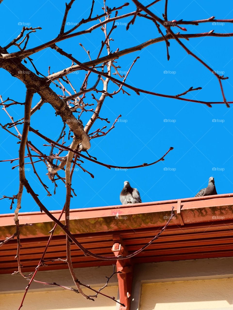 Tree branch with pigeon background 