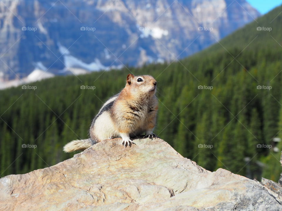 A cute and chubby golden mantled ground squirrel perched on top of a rock up in the mountains