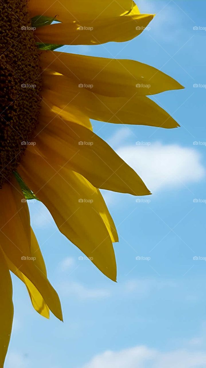 Sonnenblume und blauer Himmel