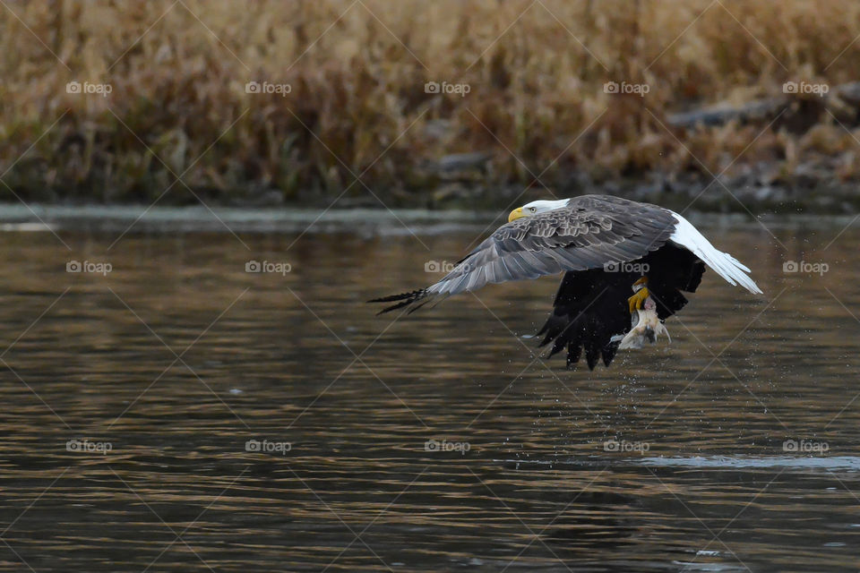 Bald eagle bringing home a fish dinner