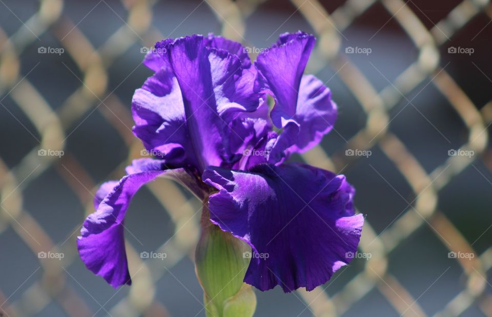 Bright purple ruffled iris with chainlink fence blurred  in background 