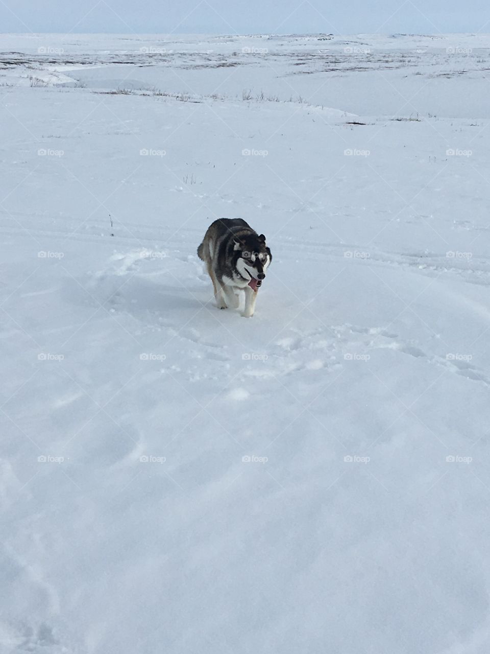 Tired husky running on the tundra. 