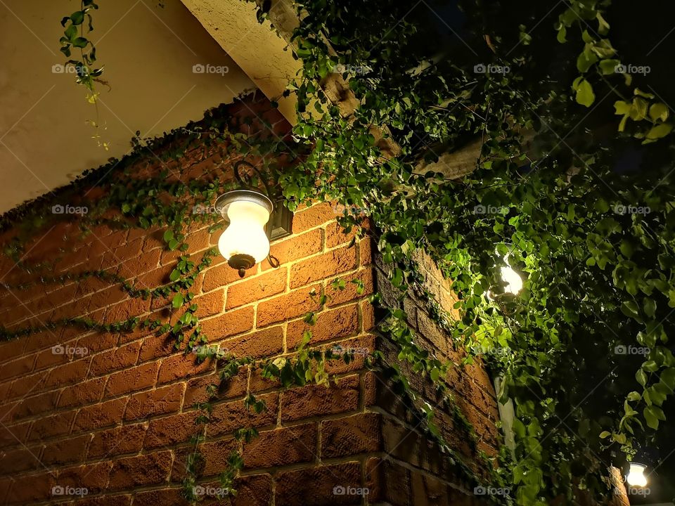 The light that illuminates the darkness and the vine.