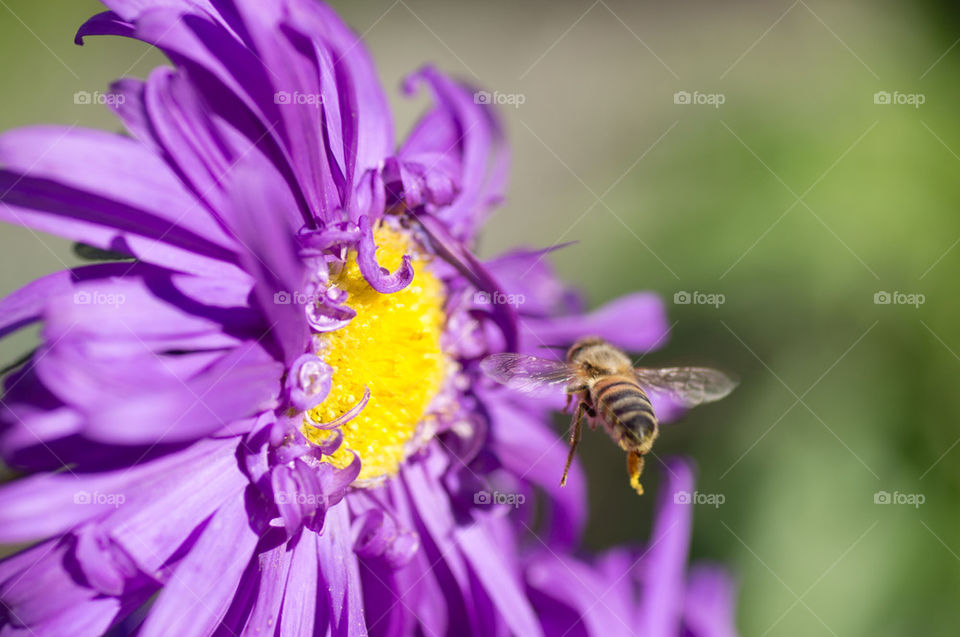 bee