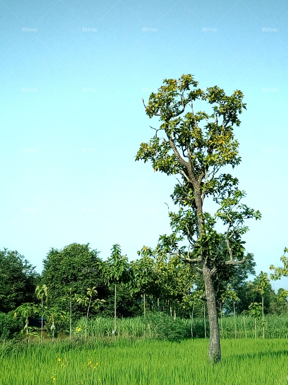 tree,sky,field