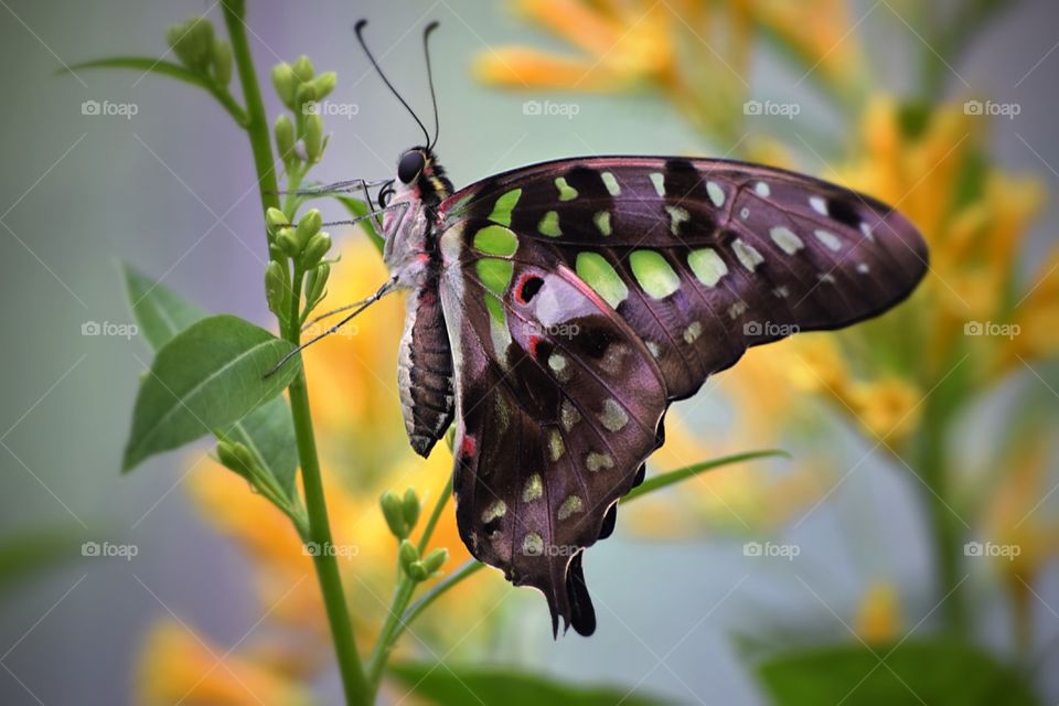 Butterfly on flower