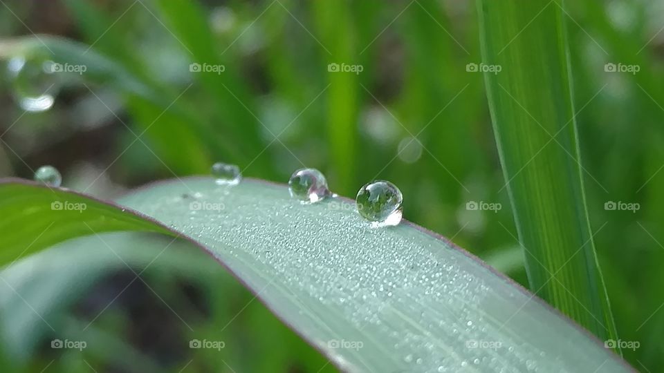 Dew, Rain, Drop, Leaf, Flora