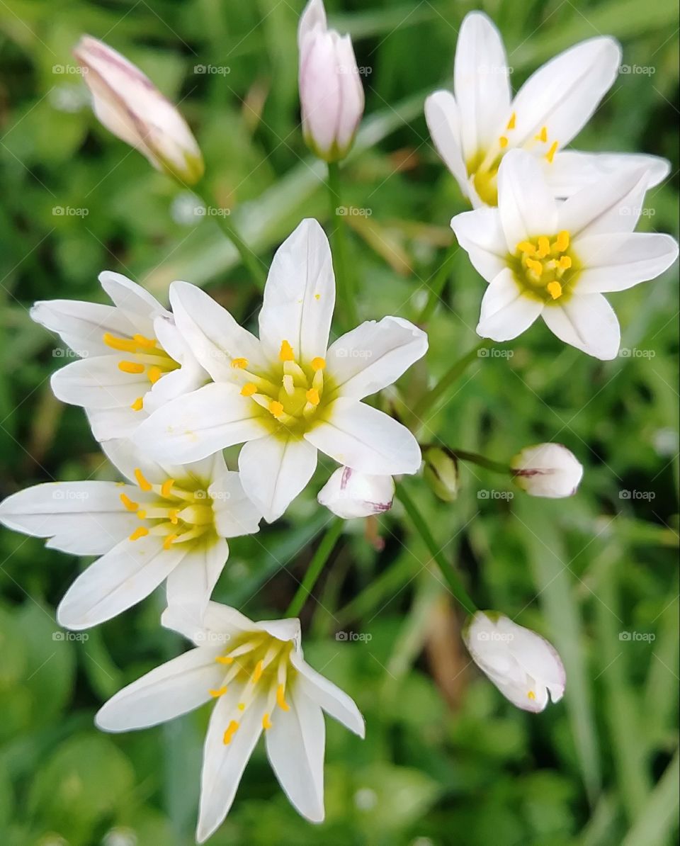 Crows poison also known as false garlic
