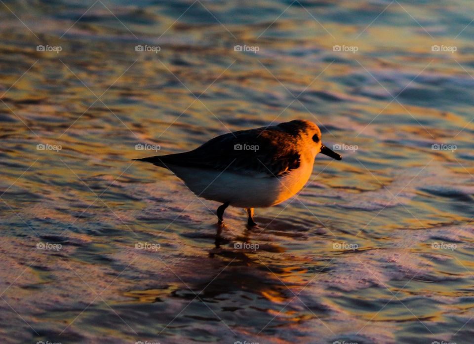 Small bird at sunset