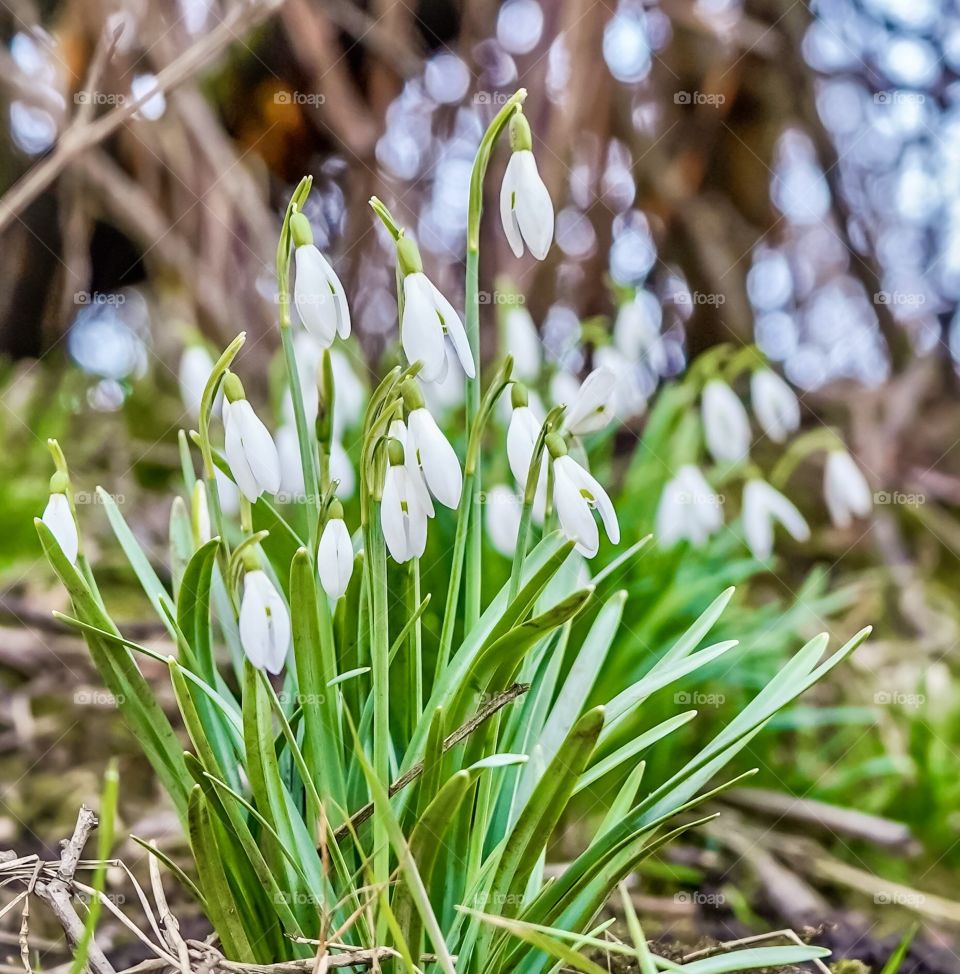 Snow drop flowers in a forest are a sign that spring is here 