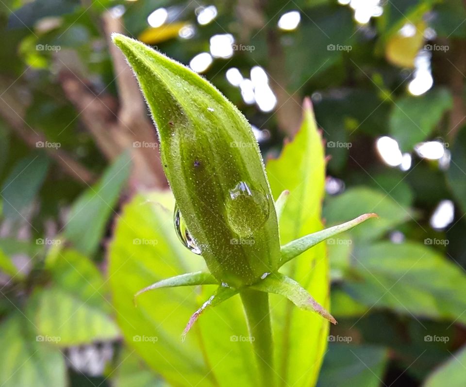 The hibiscus bud after a rain shower.