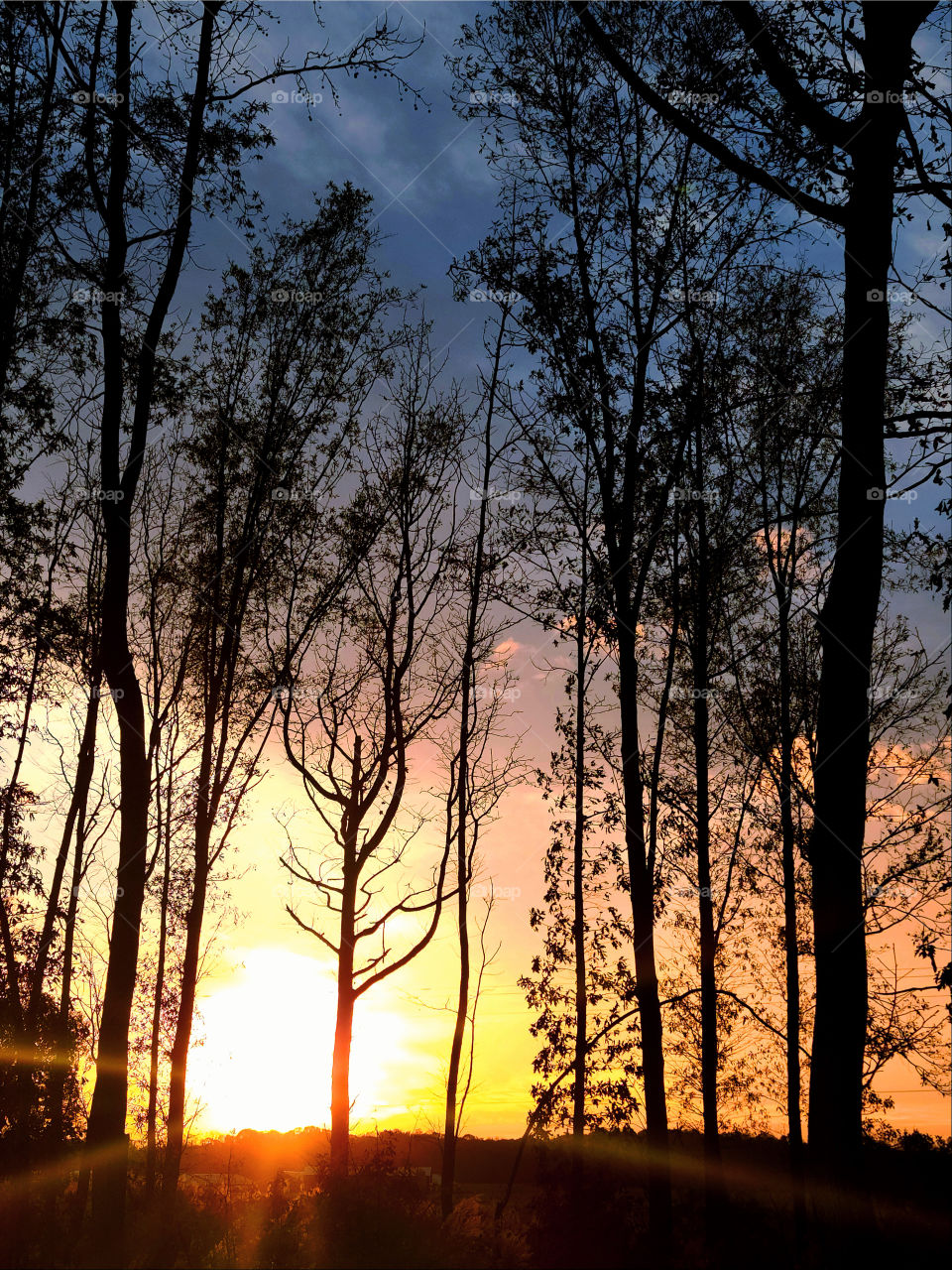 Beautiful Forests - Bosques Lindos 