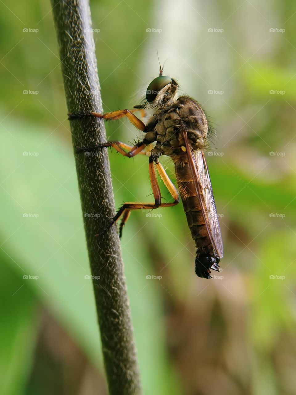 rainbow robber fly.