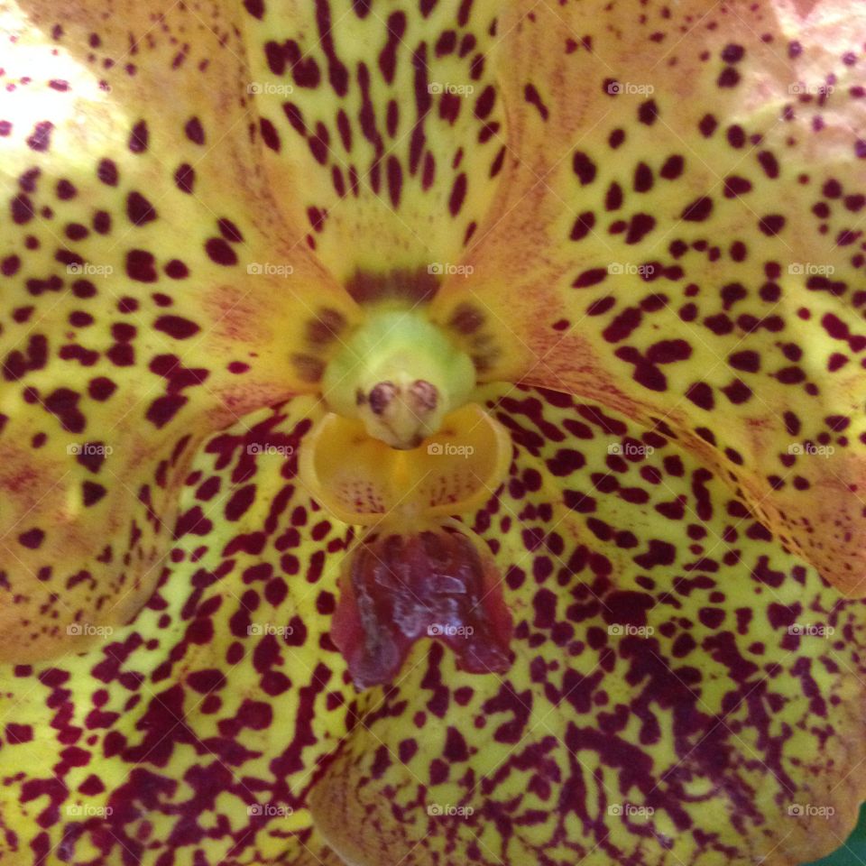 Yellow spotted phalaenopsis