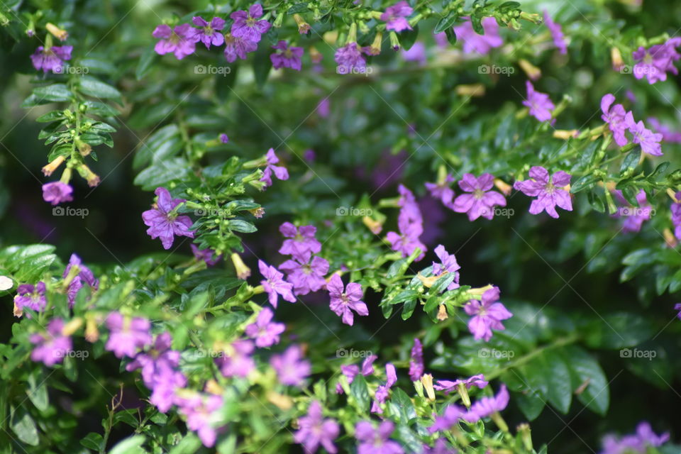 eye soothing Beautiful flowers