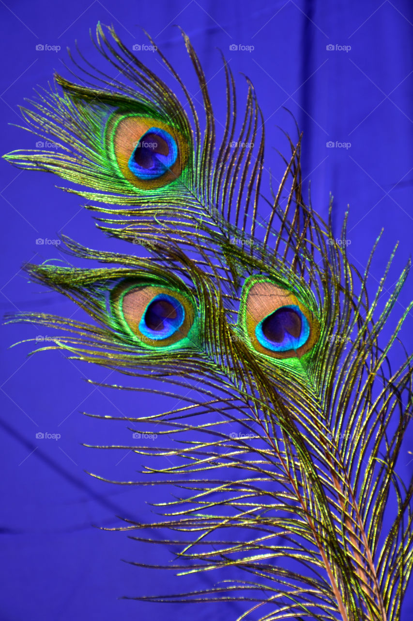 peacock feathers blue background