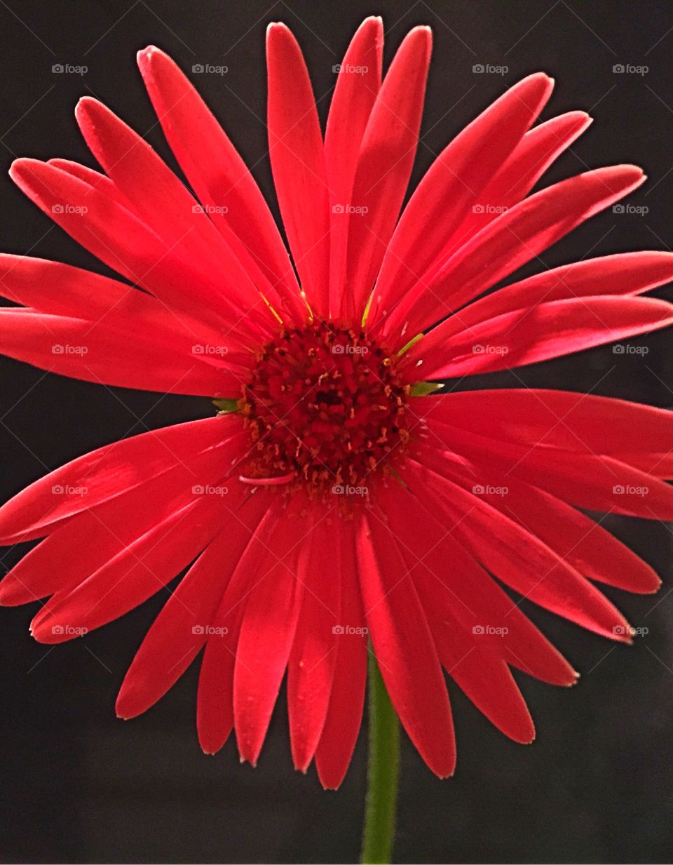 Close-up of red sunflower