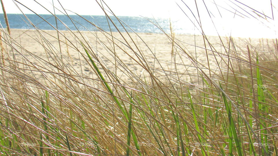 Lake Michigan through grass 
